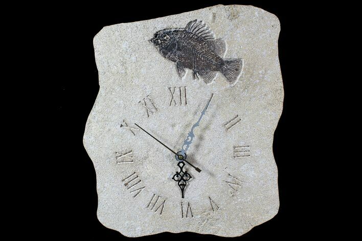 Tall Clock With Cockerellites Fish Fossil - Wyoming #77883